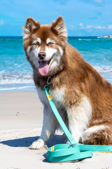 Island Vibes Waterproof Dog Leash
